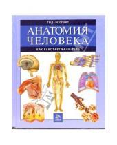 Картинка к книге Гид - эксперт - Анатомия человека. Как работает ваше тело