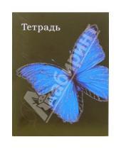 Картинка к книге Тетради - Тетрадь 48 листов, клетка. Голубая бабочка (ТКБ848734)