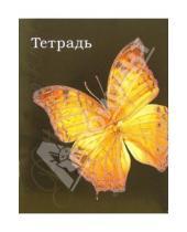 Картинка к книге Тетради - Тетрадь 48л клетка. Оранжевая бабочка (ТКБ848733)