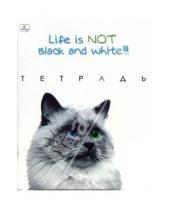 Картинка к книге Тетради - Тетрадь 48 листов, клетка (ТКЛ8481272) Кошка