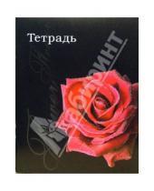 Картинка к книге Тетради - Тетрадь 48 листов, клетка (ТКБ848818) Красная роза