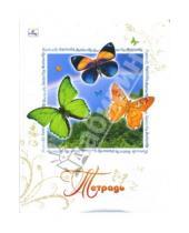 Картинка к книге Тетради - Тетрадь 96 листов  Мир бабочек. Радуга (ТИБЗ961494)