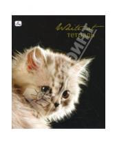 Картинка к книге Тетради - Тетрадь 48 листов, клетка (ТКБ8481610) Стильные кошки. Белая на черном
