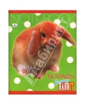 Картинка к книге Тетради - Тетрадь 48 листов клетка (ТКЛ8481473) Кролик