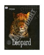 Картинка к книге Тетради - Тетрадь 48л  клетка ТКЛ8481595 GEO Леопард