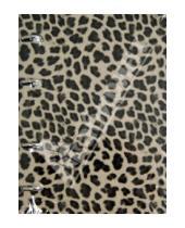 Картинка к книге Доминанта - Тетрадь "Leopard". кольцевой механизм. А5. 120 листов (N318)