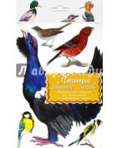 Картинка к книге Маленький Гений-Пресс - Дидактические карточки. Птицы наших лесов