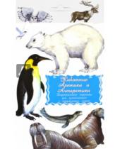 Картинка к книге Маленький Гений-Пресс - Дидактические карточки. Животные Арктики и Антарктики