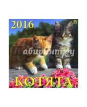 Картинка к книге Календарь настенный 300х300 - Календарь настенный на 2016 год "Котята" (70605)