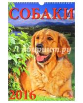 Картинка к книге Календарь настенный 250х340 - Календарь настенный на 2016 год "Собаки" (11606)