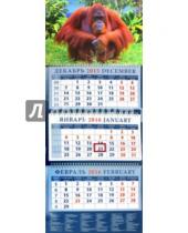 Картинка к книге Календарь квартальный 320х780 - Календарь квартальный на 2016 год "Год обезьяны. Орангутанг на траве" (14602)