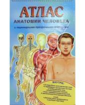 Картинка к книге В. Мерсеро М., Ганьон - Атлас анатомии человека с перекидными прозрачными постерами (малый)