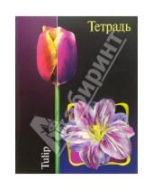 Картинка к книге Тетради - Тетрадь 48 листов клетка "Тюльпан" (ТКЛ848601)