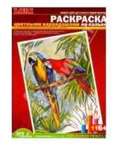 Картинка к книге Раскраска цв. карандашами на кальке - Раскраска цветными карандашами: Попугайчики (Рн020)