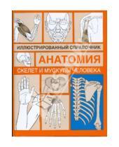 Картинка к книге АСТ - Скелет и мускулы человека