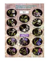 Картинка к книге В. О. Васюкова С., Н. Лазарева А.С., Боголюбов - Определитель травянистых растений по цветкам: Раннецветущие растения