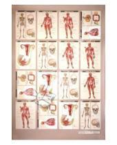 Картинка к книге Б. И. Морзунова Ю., Л. Таценко - Раздаточные материалы к комплекту таблиц по анатомии