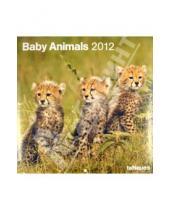Картинка к книге Календарь 300х300 - Календарь на 2012 год "Детеныши животных" (5093-0)