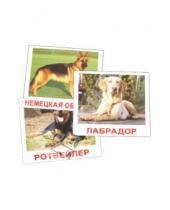 Картинка к книге В. Е. Епанова Е., Т. Носова - Комплект карточек "Породы собак" 16,5х19,5 см.