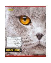 Картинка к книге Proff - Тетрадь 24 листа "Proff. Cat's eye" линия (6245121026)