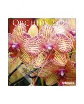Картинка к книге Календарь 300х300 - Календарь 2013 "Орхидеи" (75824)