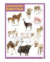 Картинка к книге Плакаты и таблицы - Плакат "Домашние животные"