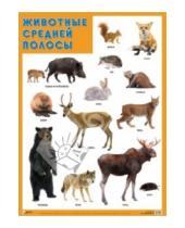 Картинка к книге Плакаты и таблицы - Плакат "Животные средней полосы"