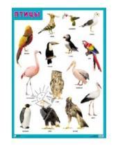 Картинка к книге Плакаты и таблицы - Плакат "Птицы"