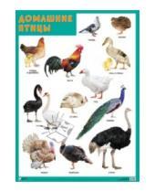 Картинка к книге Плакаты и таблицы - Плакат "Домашние птицы"