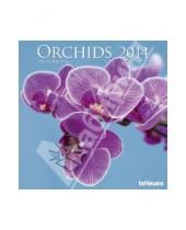 Картинка к книге Micha Pawlitzki - Календарь на 2014 год "Орхидеи" (7-6211)