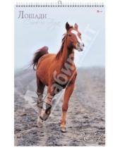 Картинка к книге Календари - Календарь 2014 "Символ года. Лошади" (КПВС1401)