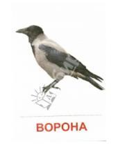 Картинка к книге Познавательное и речевое развитие - Раздаточные карточки "Птицы России" (63х87 мм)