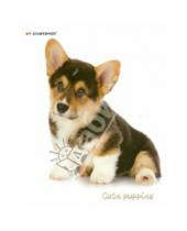 Картинка к книге Silwerhof - Тетрадь 48 листов, клетка "Cute puppies", в ассортименте  (811302-55)