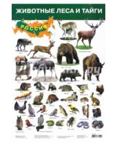 Картинка к книге Плакаты - Плакат "Животные леса и тайги" (2687)