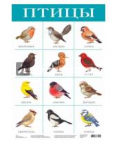 Картинка к книге Плакаты - Плакат "Птицы" (2088)