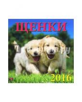 Картинка к книге Календарь настенный 300х300 - Календарь настенный на 2016 год "Щенки" (70606)