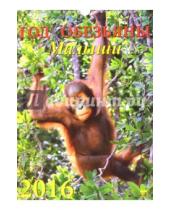 Картинка к книге Календарь настенный 250х340 - Календарь настенный на 2016 год "Год обезьяны. Малыши" (11601)