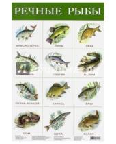 Картинка к книге Плакаты - Плакат "Речные рыбы" (2165)