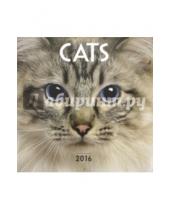 Картинка к книге Presco - Календарь на 2016 год "Кошки. Кошачьи глаза", 30х30 см (2930)