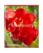 Картинка к книге АппликА - Тетрадь общая "Красная орхидея" (96 листов, линия) (С2553-12)