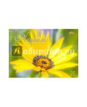 Картинка к книге АппликА - Альбом для рисования "Солнечный цветок" (20 листов, гребень) (С0224-40)