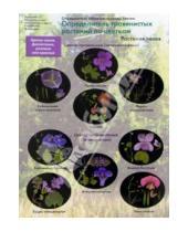 Картинка к книге А.С. Боголюбов - Определитель травянистых растений по цветкам. Растения лесов
